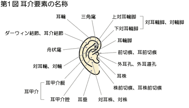 耳介認証