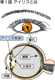 虹彩認証